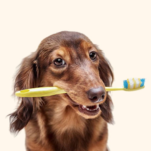 Health & Dogs